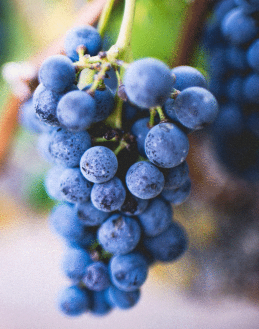 Grappe de raisin_Vin rouge_AOP Bordeaux