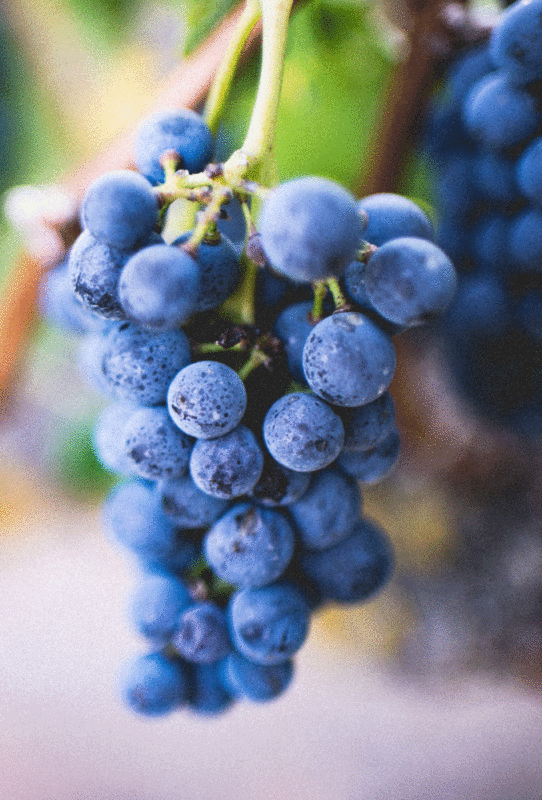 Grappe de raisin_Vin rouge_AOP Bordeaux