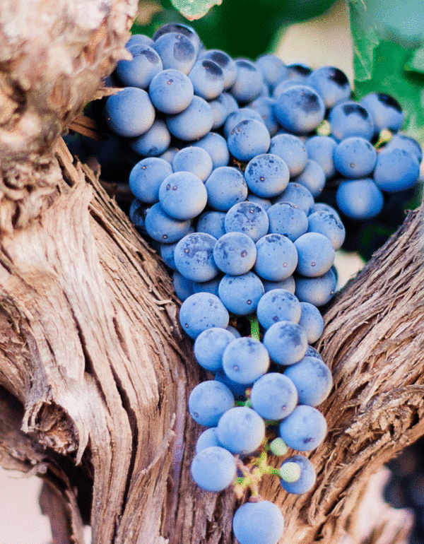 Grappe de Raisin